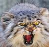   ManuL