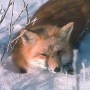   Fire Fox